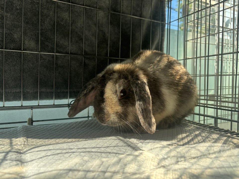 보호중 기타축종의 …